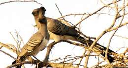 Image of White-bellied Go-away-bird