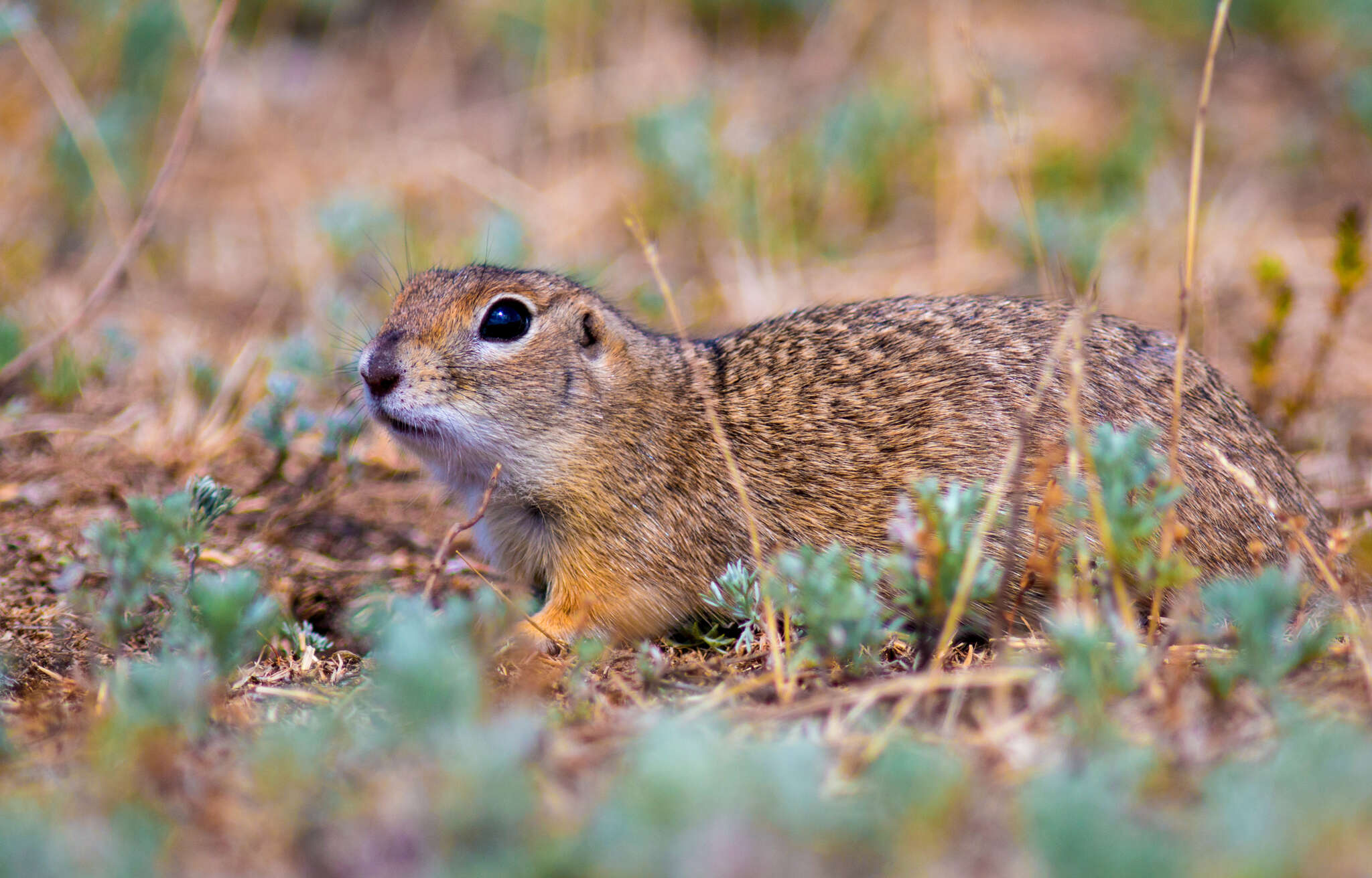 Image of Little Ground Squirrel