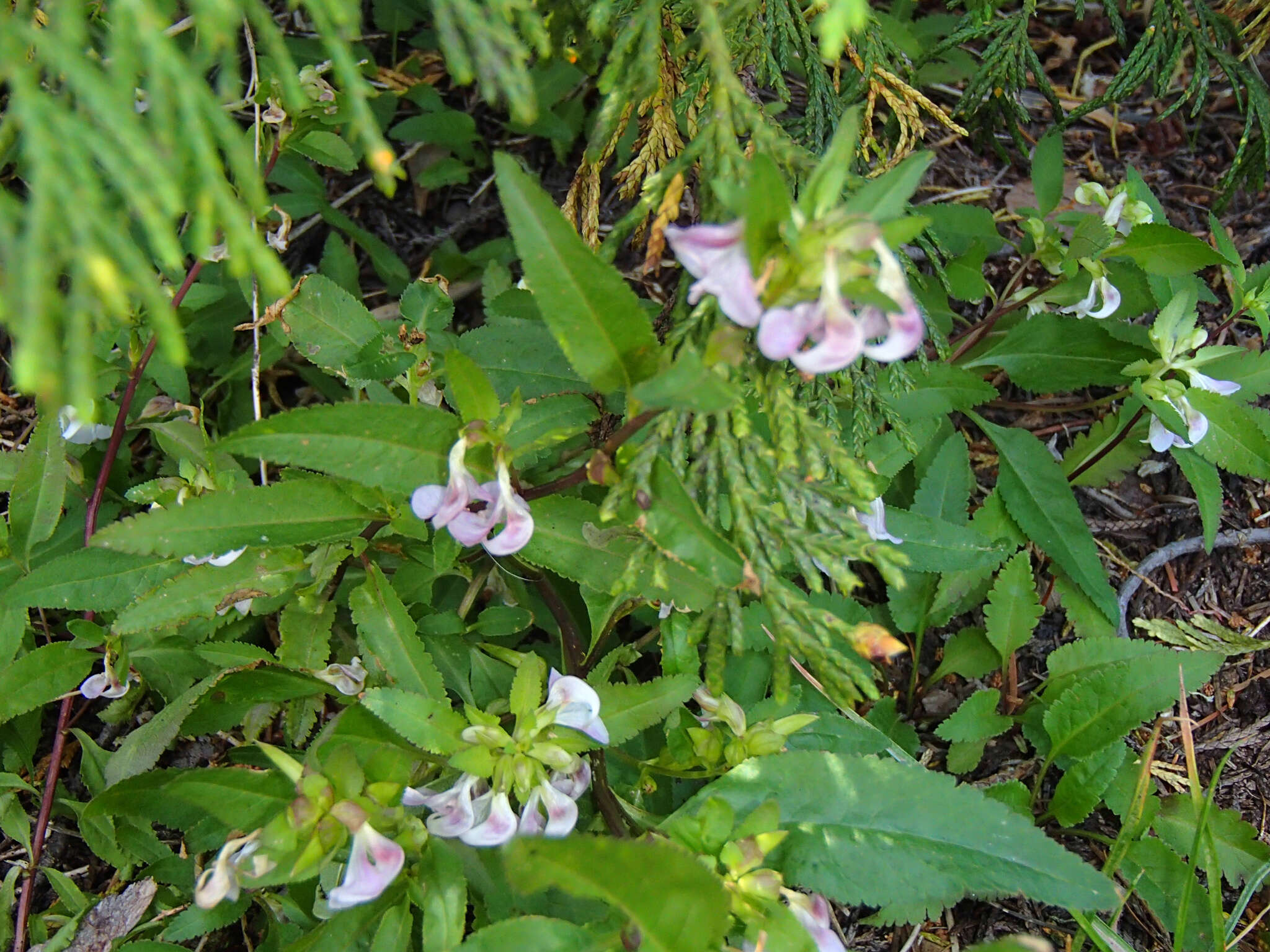 Imagem de Pedicularis racemosa subsp. racemosa