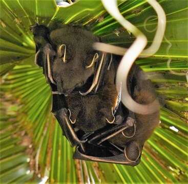 Image of greater short-nosed fruit bat