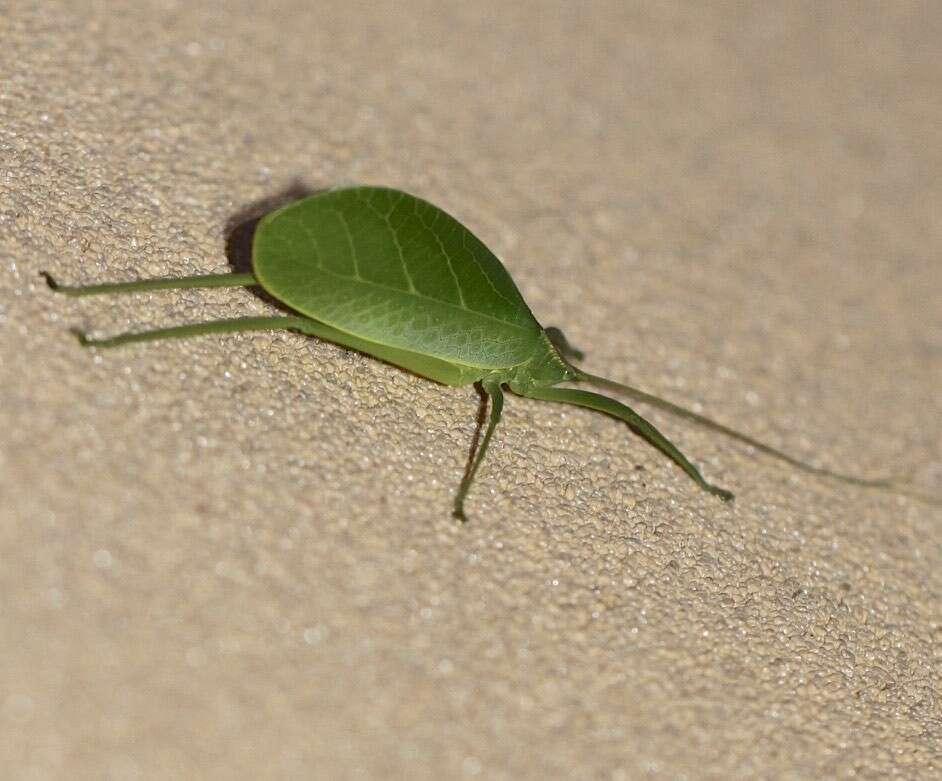 Image of Chloracantha hilleri Rentz, D. C. F., Y. Su & Ueshima 2015