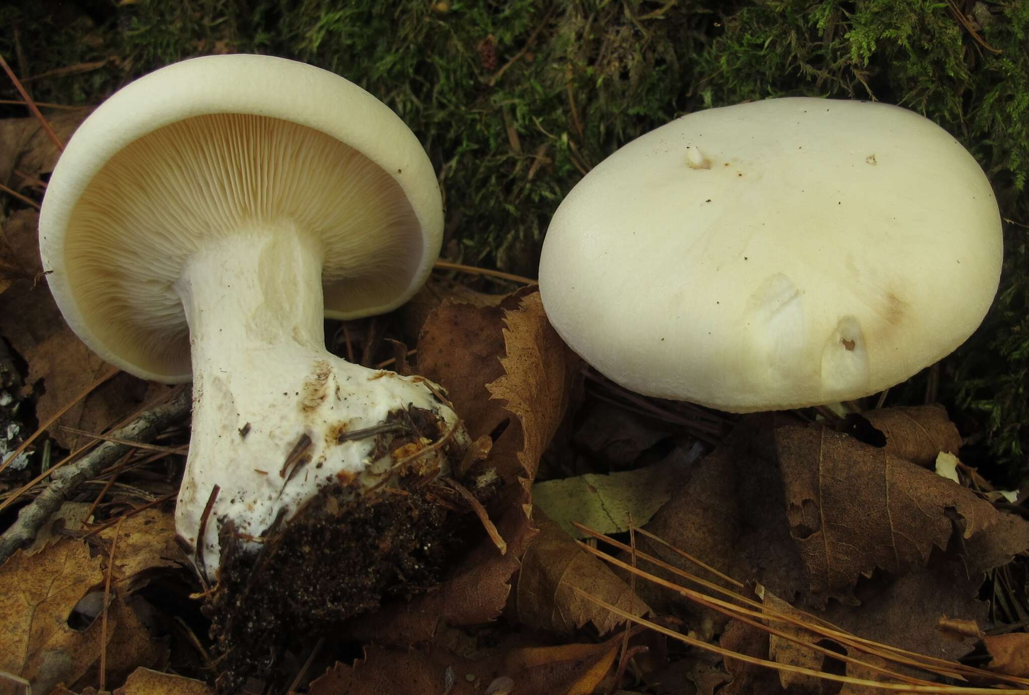 Image of Clitocybe robusta Peck 1897