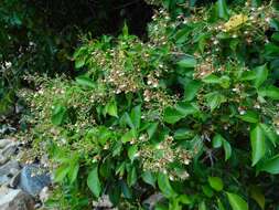 Image of Vitex tripinnata (Lour.) Merr.