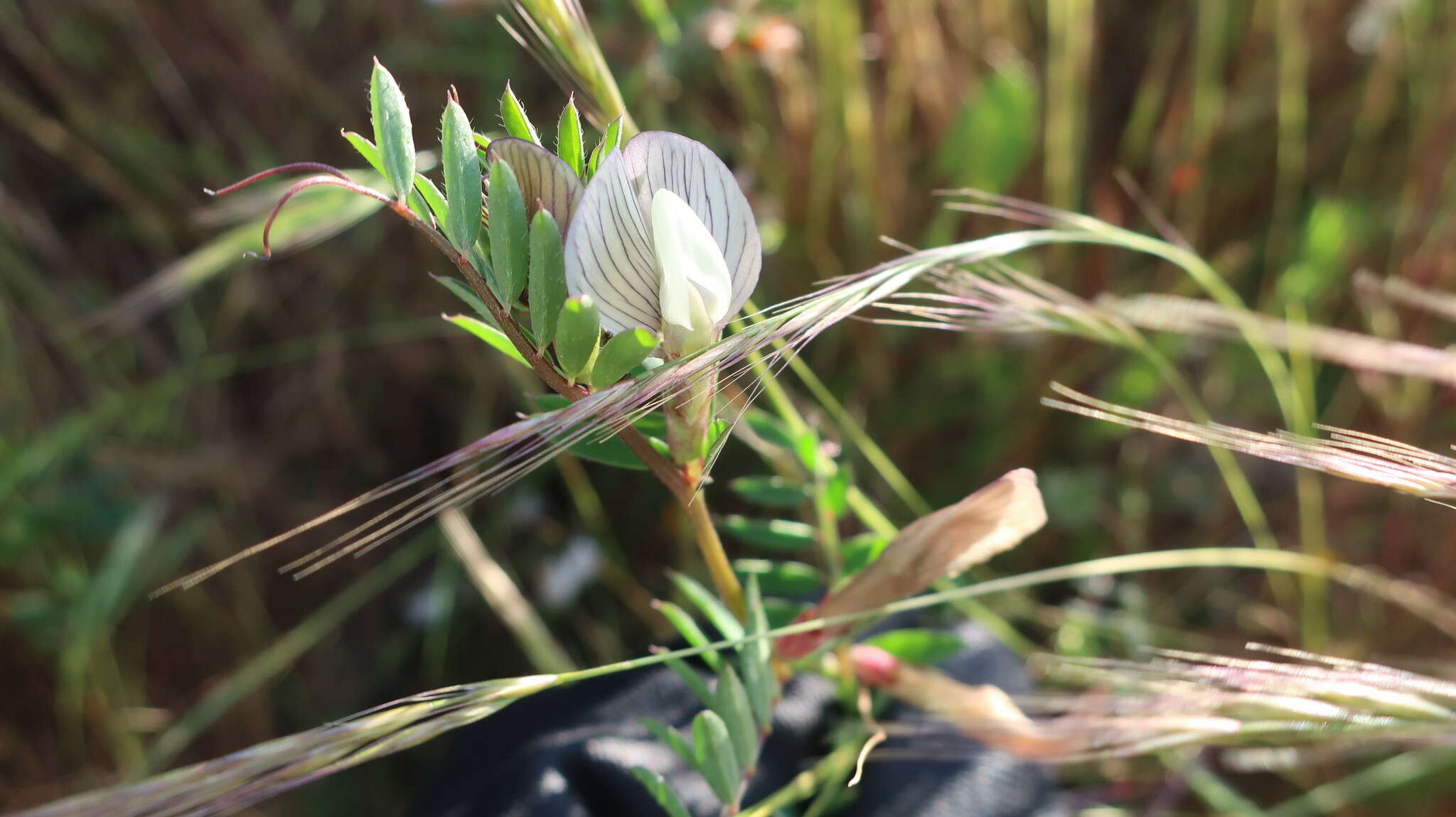 Image of smooth yellow vetch