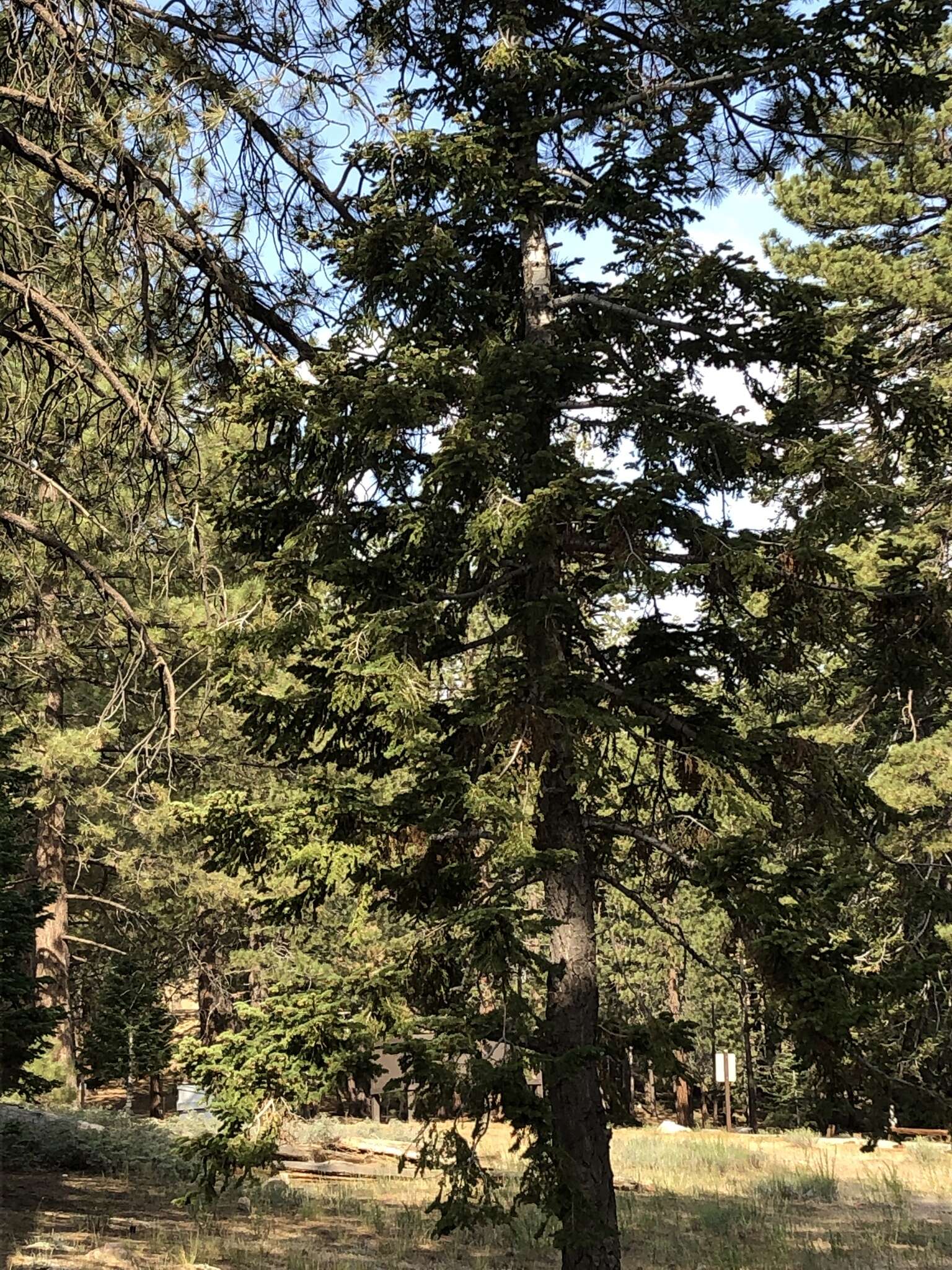 Image of white fir