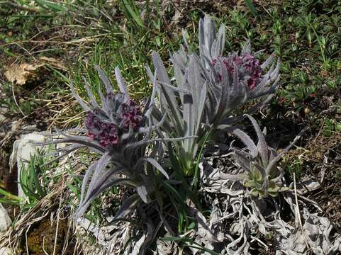 Cynoglossum magellense Ten.的圖片