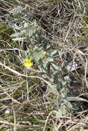 Image de Alyssum montanum subsp. gmelinii (Jord. & Fourr.) Hegi & E. Schmid