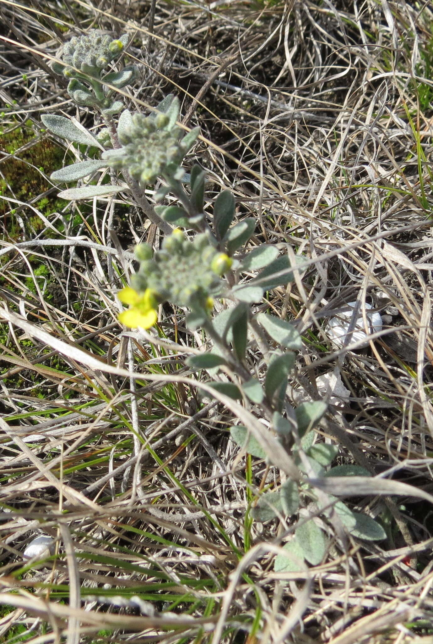 Image de Alyssum montanum subsp. gmelinii (Jord. & Fourr.) Hegi & E. Schmid