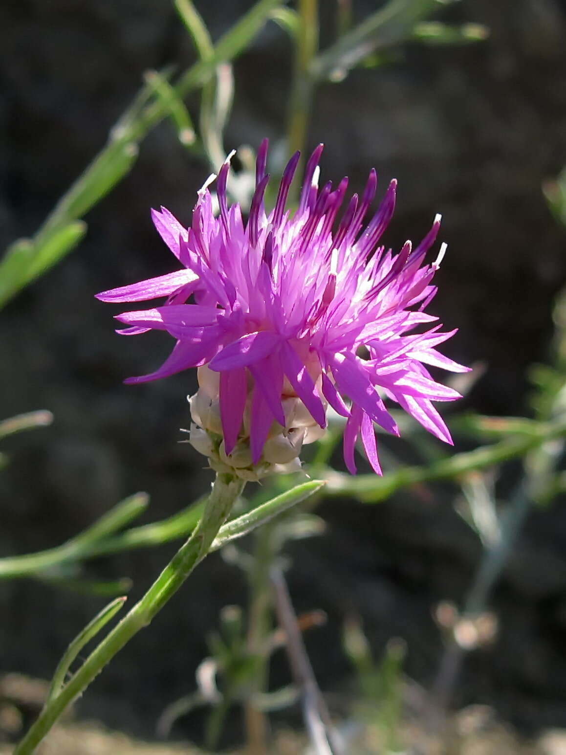 Image of Centaurea sarandinakiae Illarionova