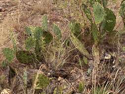 Image of Opuntia pyrocarpa Griffiths