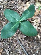 Imagem de Asclepias amplexicaulis Sm.