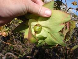 Image of Leucadendron cordatum E. Phillips