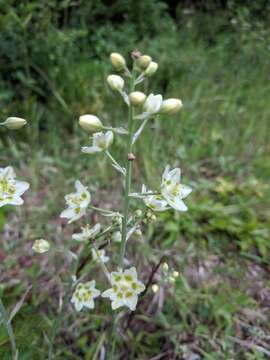 Image of Anticlea elegans subsp. elegans