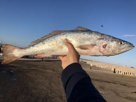 Image of Gulf corvina