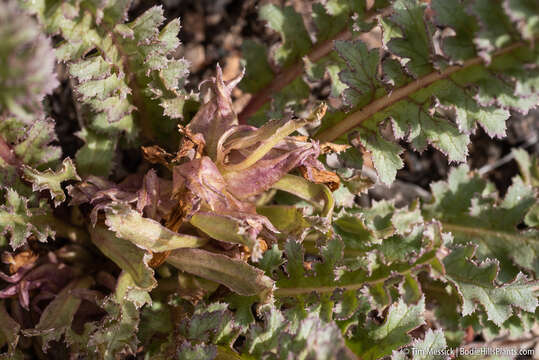 Image of dwarf lousewort