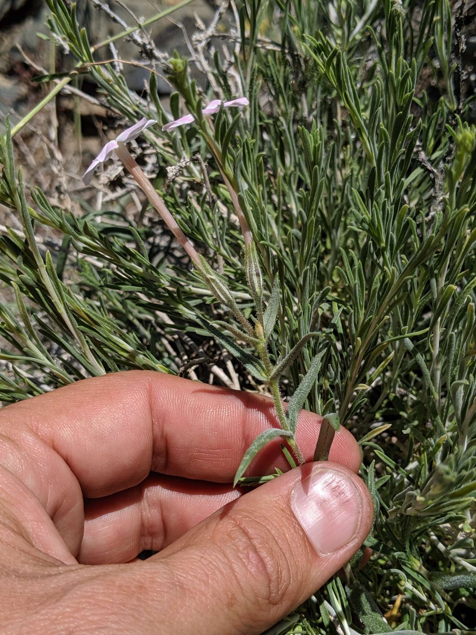 Image of cold-desert phlox