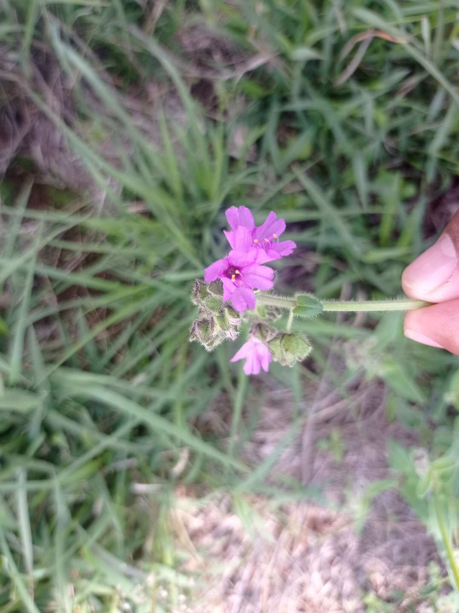 Image of Mirabilis violacea (L.) Heimerl