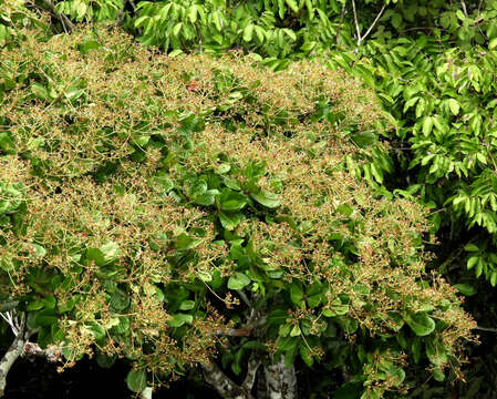 Image of Anacardium giganteum Hancock ex Engl.