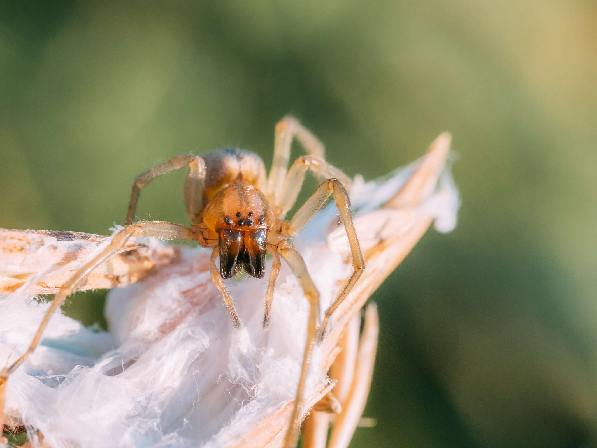 Слика од Cheiracanthium erraticum (Walckenaer 1802)