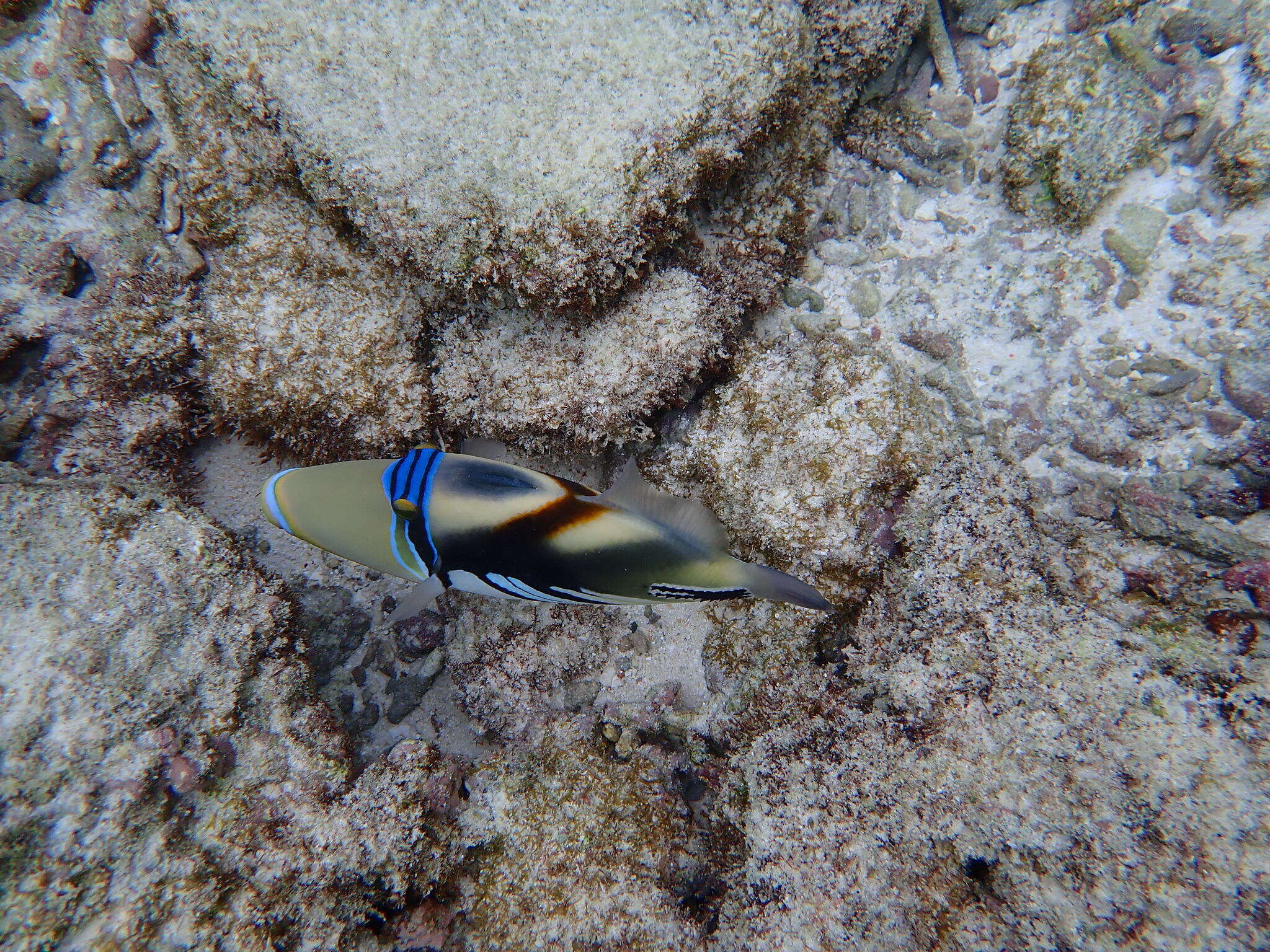 Image of Lagoon triggerfish