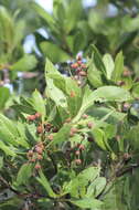 Image of mangrove