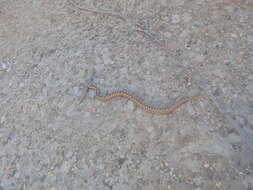 Image of Vipera latastei latastei Bosca 1878