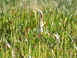 Image of Australasian Bittern