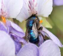 صورة Osmia ribifloris Cockerell 1900