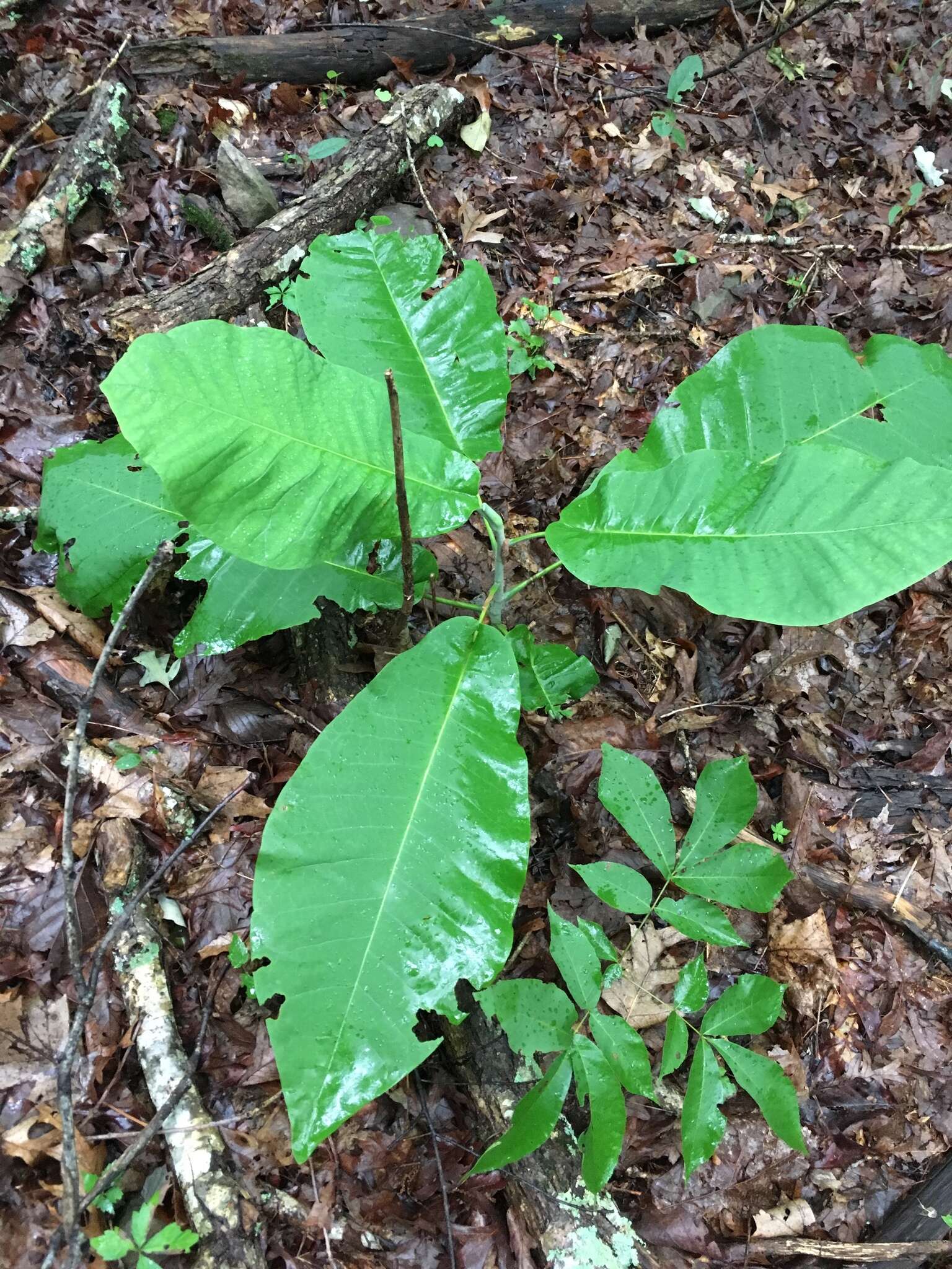 Image of Big-Leaf Magnolia