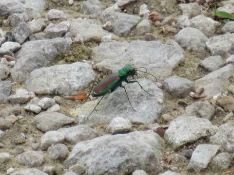 Imagem de Cicindela (Cicindela) splendida Hentz 1830