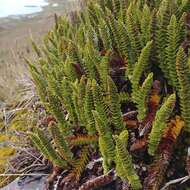 Image of Polystichum mohrioides (Bory) K. C. Presl