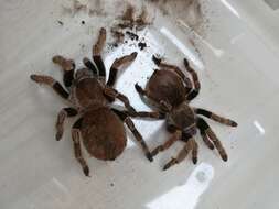 Image of Brazilian Brown Birdeater