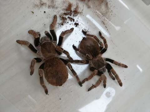 Image of Argentine Striped Knee Tarantula