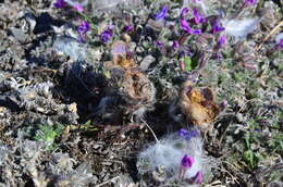 Image of cutleaf anemone