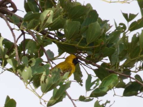 Image of Little Weaver