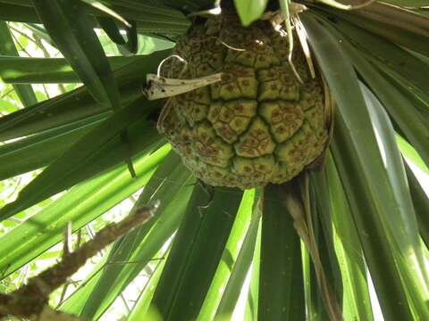 Image of Pandanus spiralis R. Br.