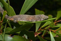 Image of Vieillard's Chameleon Gecko