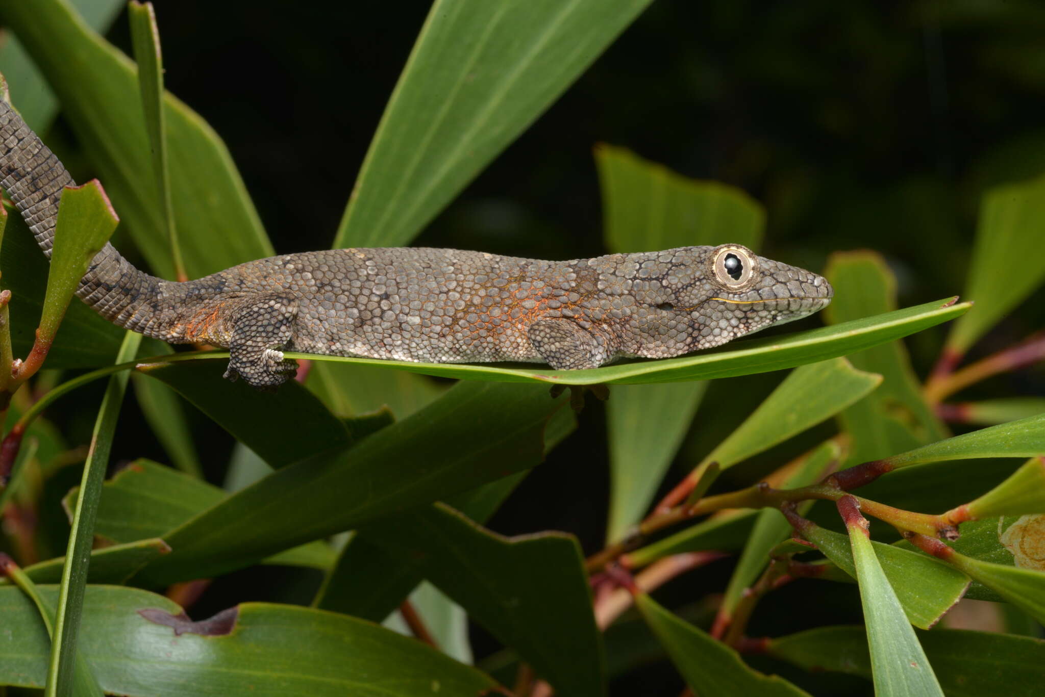 Image of Vieillard's Chameleon Gecko