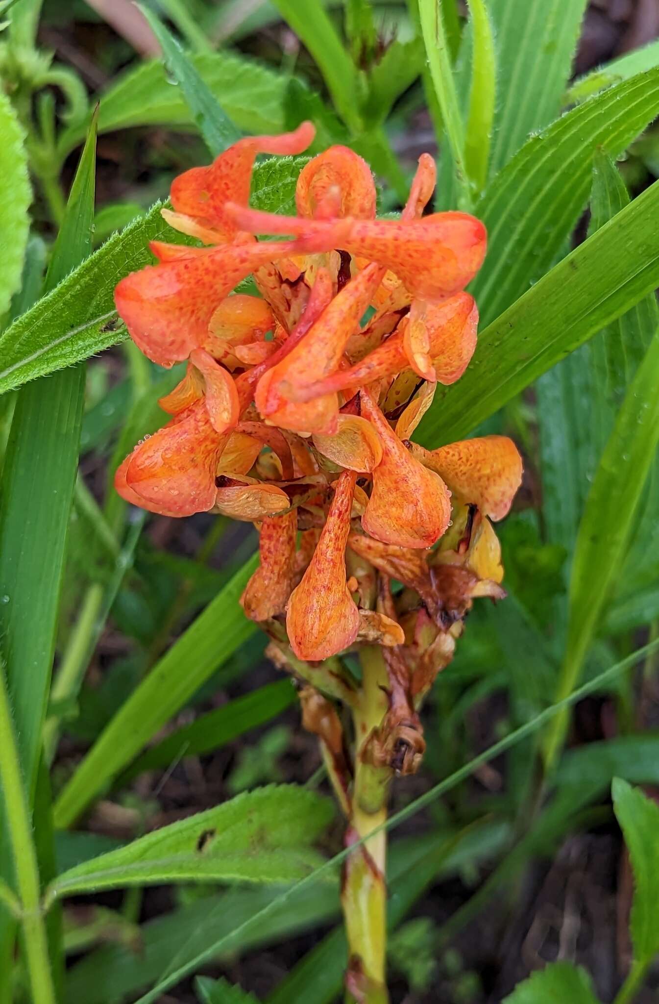 Image of Disa robusta N. E. Br.