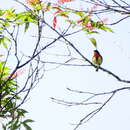 Image of Blood-breasted Flowerpecker