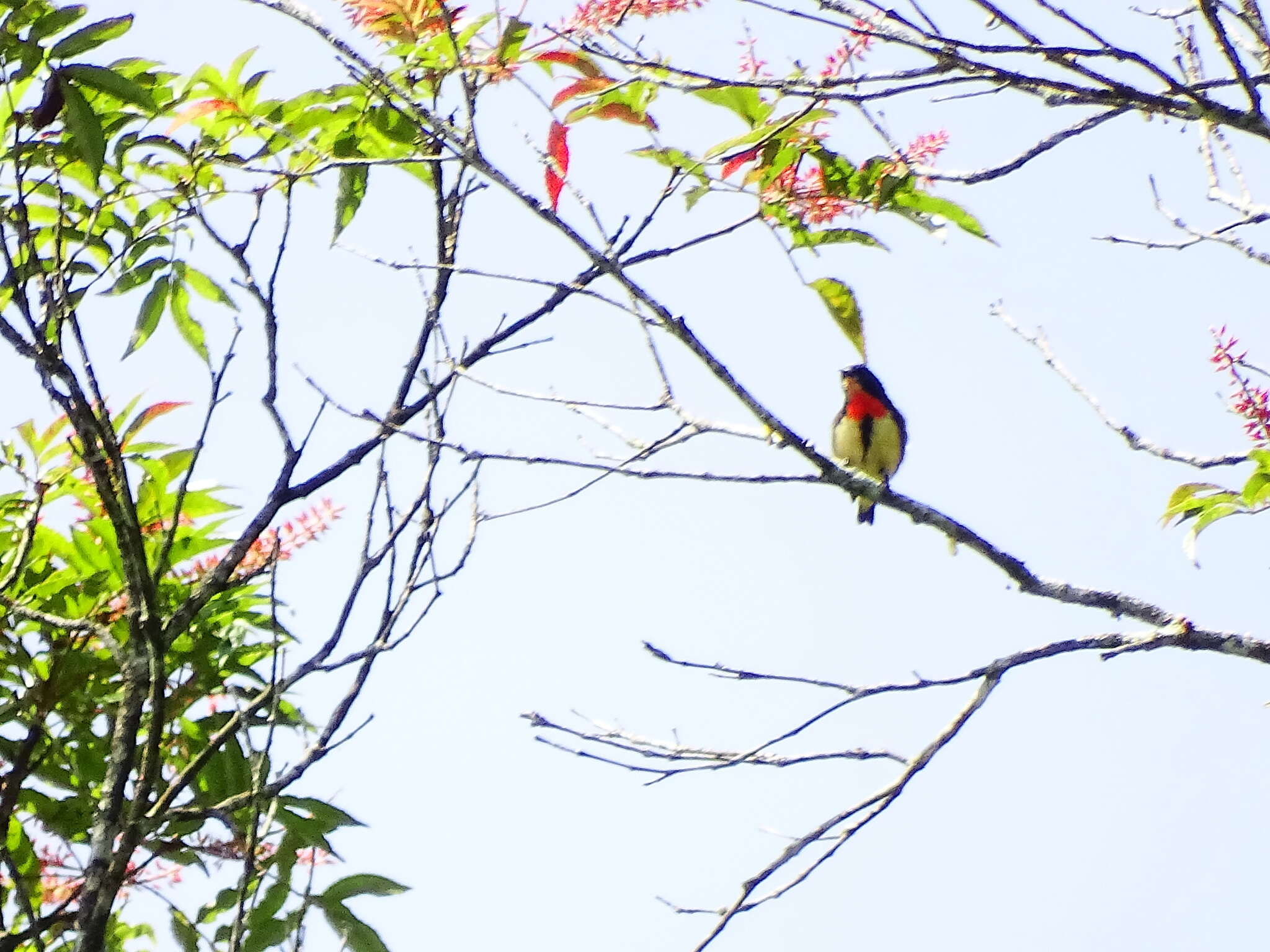 Image of Blood-breasted Flowerpecker