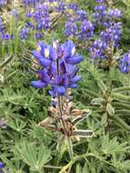 Слика од Lupinus guadalupensis C. P. Sm.