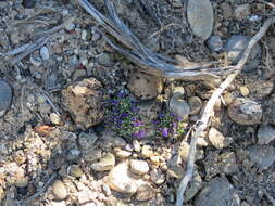 Image of Thompson's beardtongue