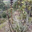 Imagem de Puya bicolor Mez