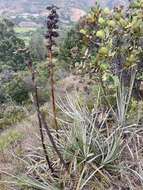 Imagem de Puya bicolor Mez