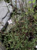 Image of Epilobium platystigmatosum C. B. Robinson