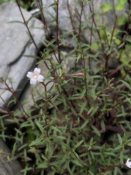 Imagem de Epilobium platystigmatosum C. B. Robinson