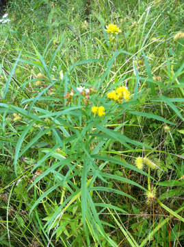 Image of flat-top goldentop