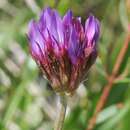 Image of Astragalus stenanthus Bunge