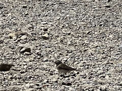 Image of Australasian Pipit